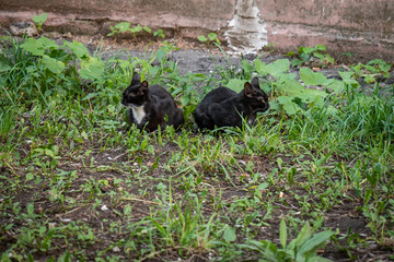 Naklejka na ściany i meble Two street kittens sitting in grass