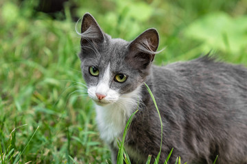 Sinlge street kitten sitting in grass