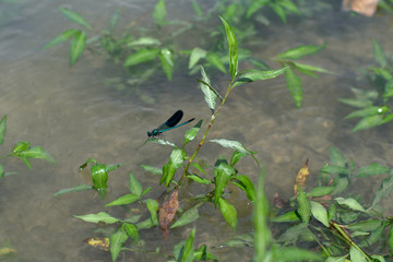 dragonfly,insect,green,fly,nature,water,lake,plant,summer
