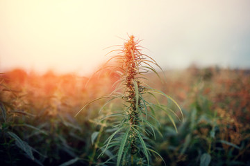 Bush Flowering herb hemp with seeds and flowers sun glint background. Concept breeding of...