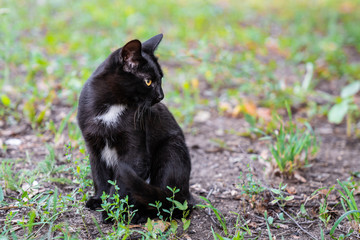 Sinlge street kitten sitting in grass