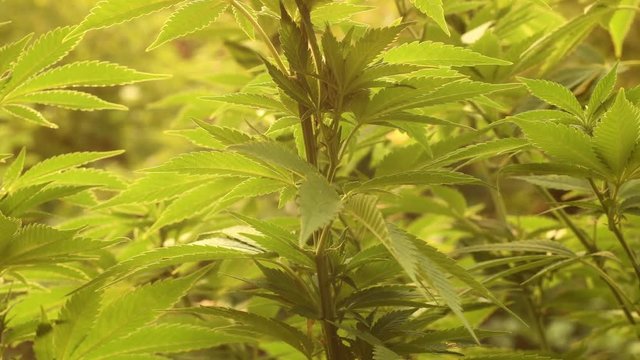 Close up of cannabis plant growing outdoors