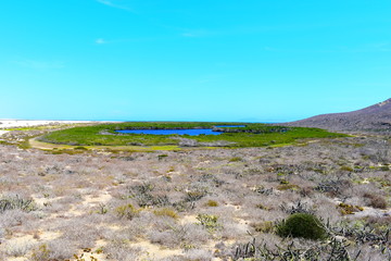 oasis en el desierto en la isla magdalena en mexico.