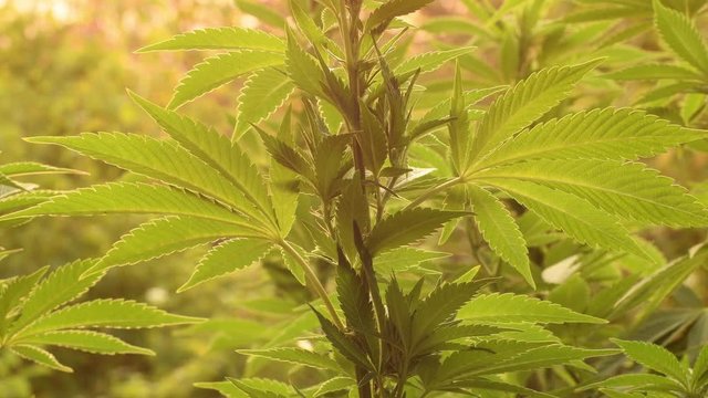 Close up of cannabis plant growing outdoors