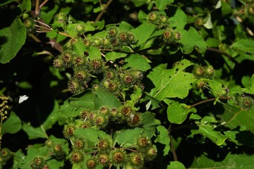 Buds of the great burdock arctium lappa in summer