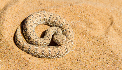 Überlebenskünstler: Schlange in der Wüste