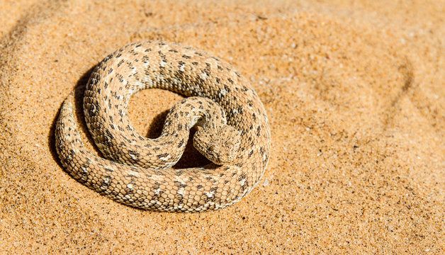 Überlebenskünstler: Schlange in der Wüste