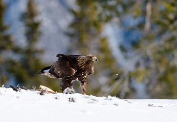 Golden eagle (Aquila chrysaetos) with kill, in Telemark, Norway