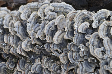 Champignon sur une souche