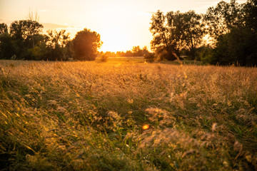 Eine warme briese weht durch ein Grasfeld an einem goldenen Sommerabend