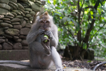 Fototapeta na wymiar Ubud Sacred Monkey Forest