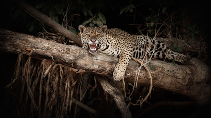 American jaguar on a tree trunk in the darkness of brazilian jungle. Panthera onca. Wild brasil. Brasilian wildlife. Pantanal. Green jungle. Big cats and dark background.  © photocech