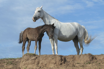 Obraz na płótnie Canvas grey mare orlov trotter breed with the foal at the riverside