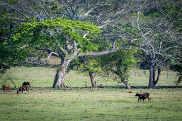 Fototapeta na wymiar Horses and cattle grazing in the meadow grass farm land in rural Jamaica