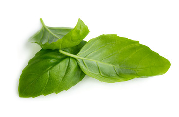 Green basil leaves
