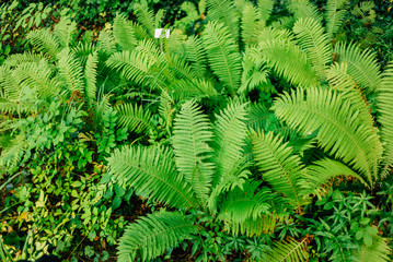 Streifzug durch den Botanischen Garten der Uni Greifswald