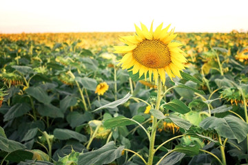 Obraz premium Sunflower flower in the field above all