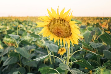 Sunflower flower in the field above all
