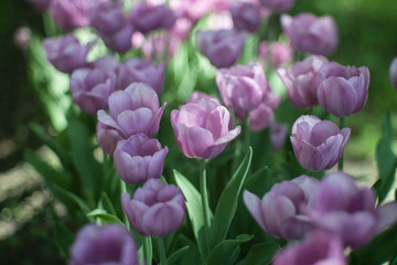 pink flowers