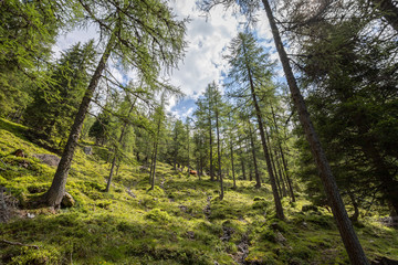 Bäume und Wald an Berghang, blauer Himmel, Almlandschaft