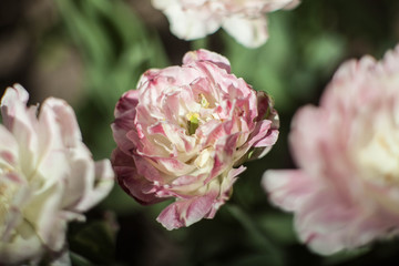 pion-shaped tulip