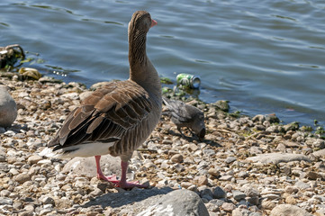 The back of a goose near the lake