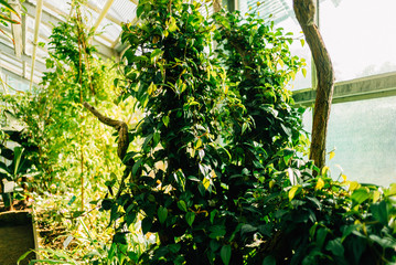 Streifzug durch den Botanischen Garten der Uni Greifswald