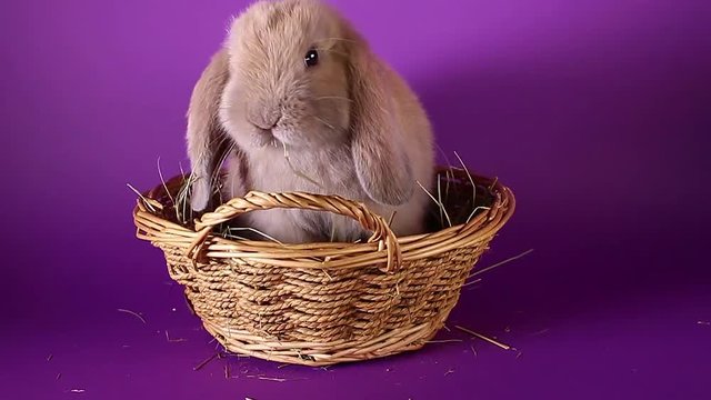 Lilac creme solid color purple bunny lop rabbit.