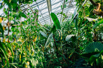 Streifzug durch den Botanischen Garten der Uni Greifswald