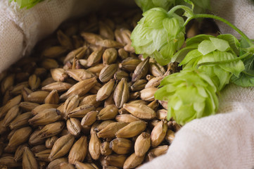 Cones of hops and pale caramel malt in bag, closeup. Ingredient in beer industry. Craft beer...