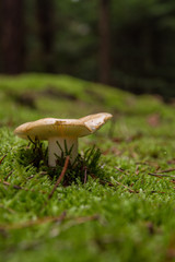 Russula species toadstool