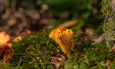 Chanterelle (Cantharellus cibarius)