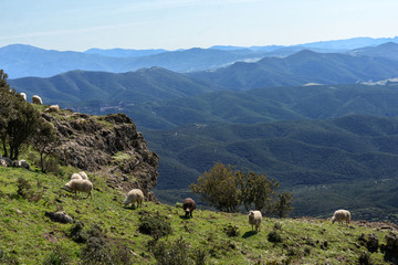 Fototapeta na wymiar Sardegna, gregge di pecore nelle montagne di Arbus, Italy 