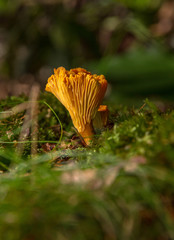 Chanterelle (Cantharellus cibarius)