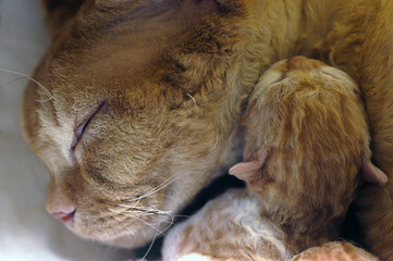 Mom and Newborn Kitten