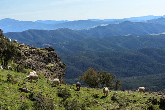 Sardegna, gregge di pecore nelle montagne di Arbus, Italy 