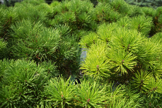 Pinus mugo Carsten Wintergold close-up evergreen conifer background