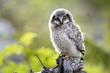 Young hawk owl (Surnia ulula) in Dalen, Telemark, Norway