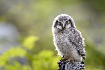 Young hawk owl (Surnia ulula) in Dalen, Telemark, Norway