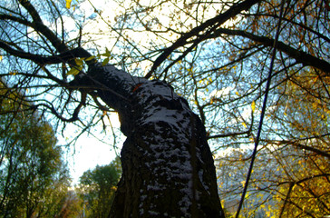 the first snow on the birch trunk