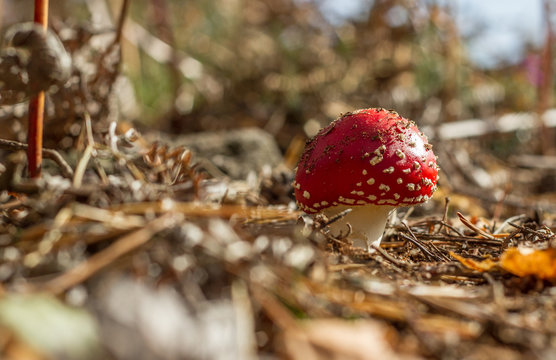 Fly Agaric (Amanita muscaria)