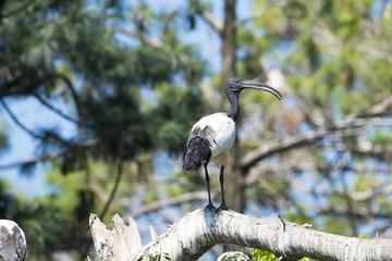 Ibis sacro