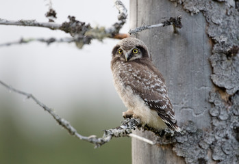 Young hawk owl (Surnia ulula) in Dalen, Telemark, Norway