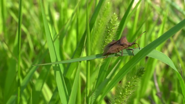 Close-up of a brown bug of Coreus marginatus sitting on a green leaf of grass in herbage in the Caucasus Mountains