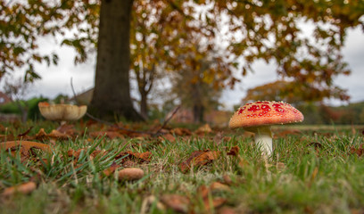 Fl Agaric (Amanita muscaria)