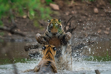 Two male Tigers fighting for territory in water in monsoon season at ranthambore national park,...