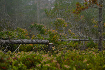 Fototapeta premium If a tree falls in the forest