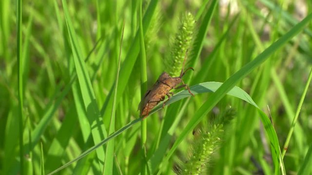 Macro of brown bug of Coreus marginatus sitting on green leaf of grass in herbage in Caucasus Mountains