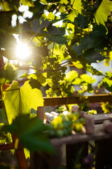 Obraz premium weintrauben