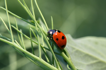 Ladybug (Coccinellidae) on the rape plant